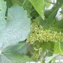 La Vigne en fleurs