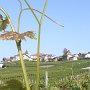 La vigne pousse, en arrière-plan le Village de Grandvaux