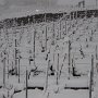 Tempête de neige sur la vigne