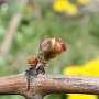 Après l'hiver, la vigne se réveille, premiers bourgeons