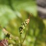 Le début d'une grappe au printemps