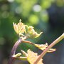 Un apex... soit le haut d'un rameau de vigne